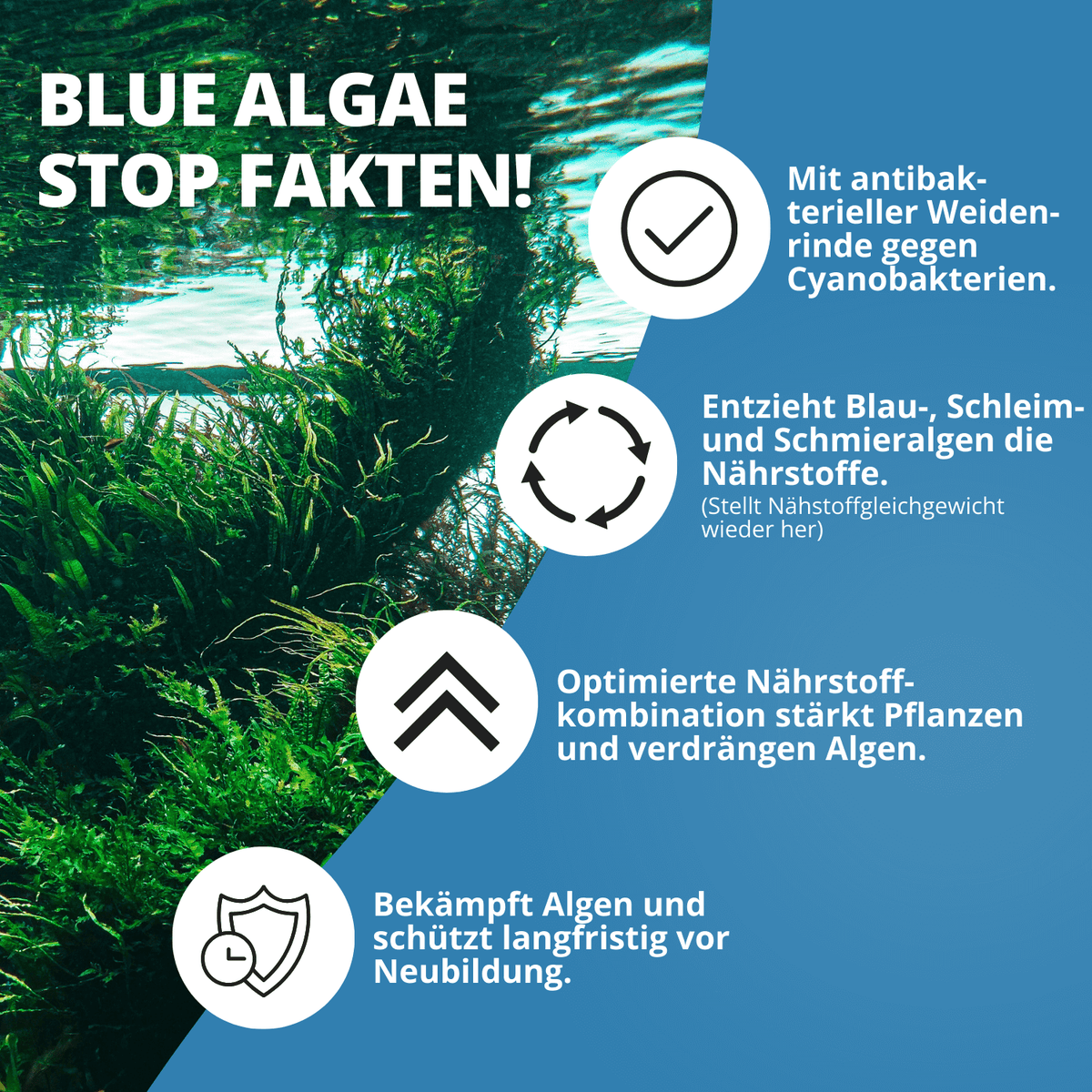 Blue Algae Stop