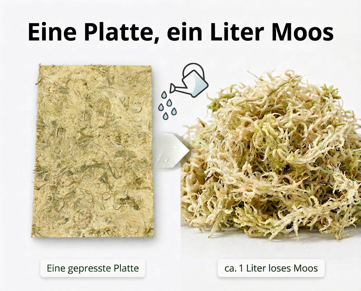 NatureHolic - AsselMoss, für  Moosecken im Asselterrarium