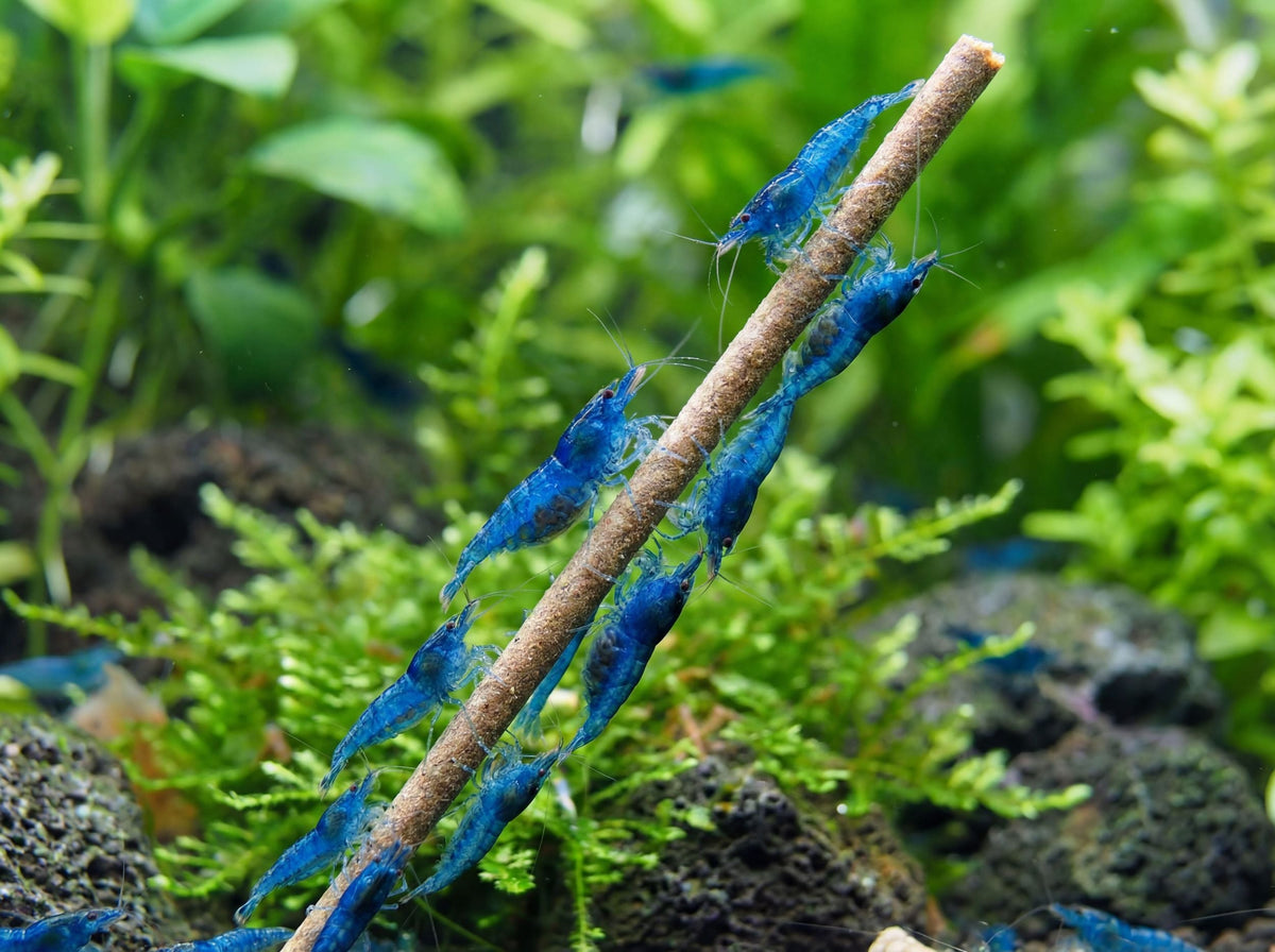 NatureHolic - Shrimp Sticks „Insect Power“