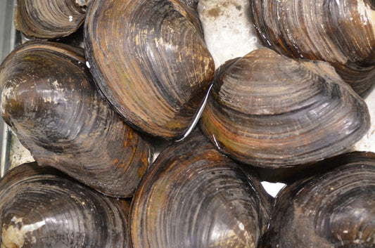 20 XXL Teichmuscheln