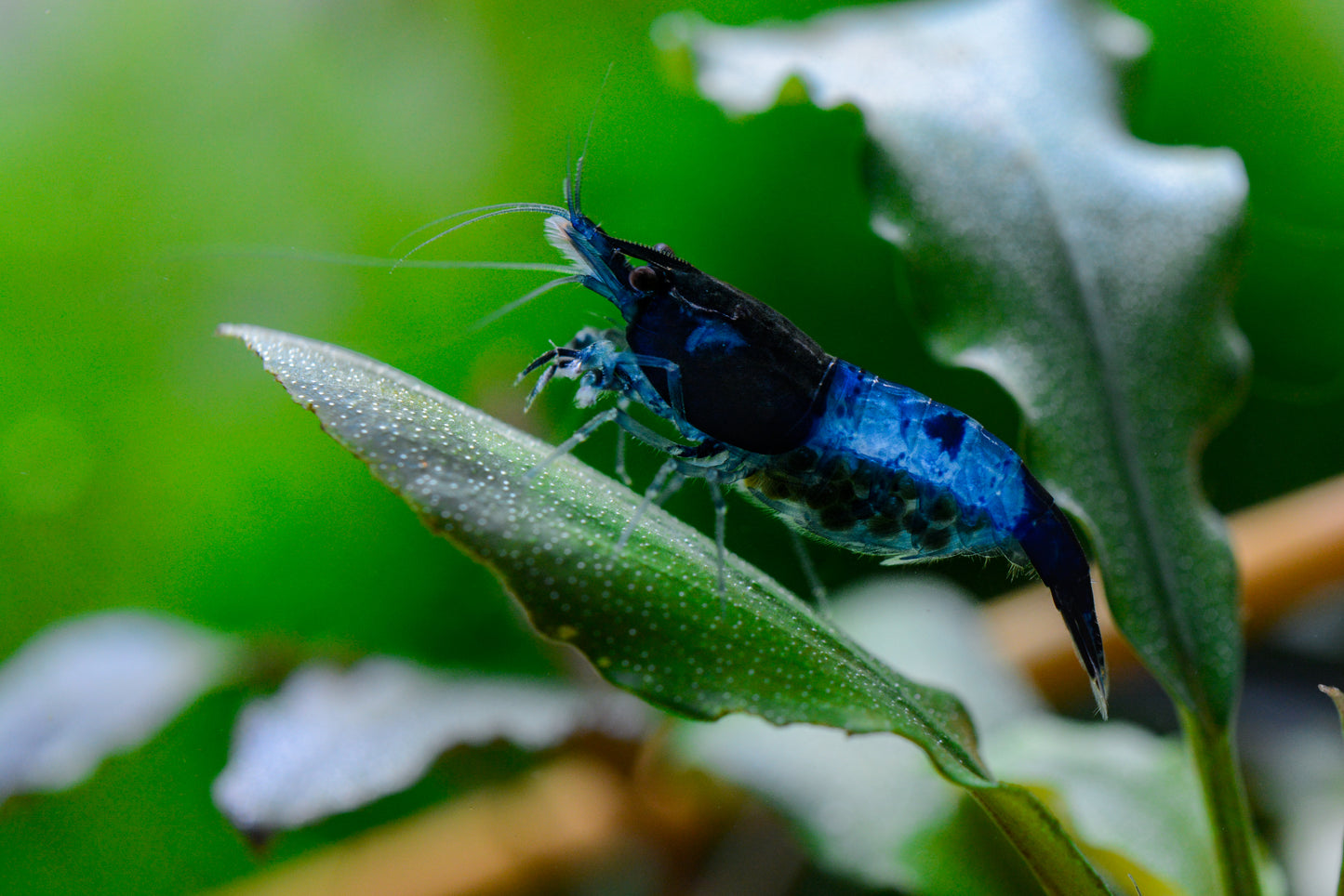 Tragende Carbon Rili Garnele - Neocaridina davidi
