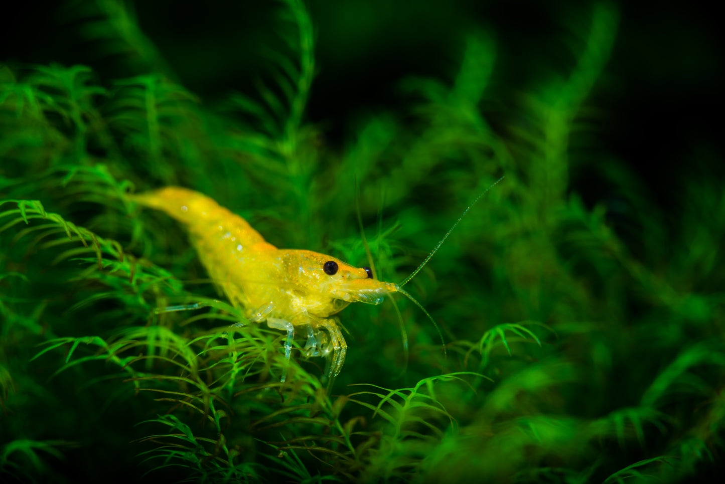 Yellow Fire Garnele - Gelbe Garnele - Neocaridina davidi "Yellow "