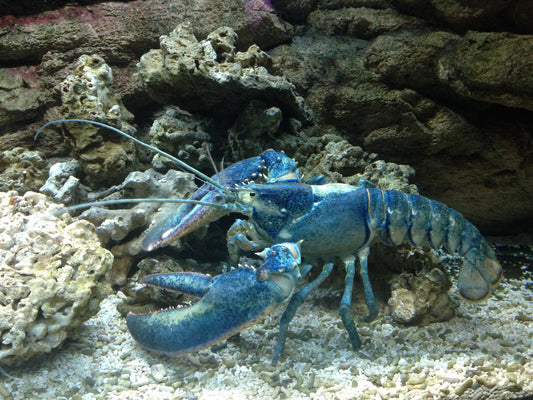 Rotscherenkrebs - Cherax quadricarinatus
