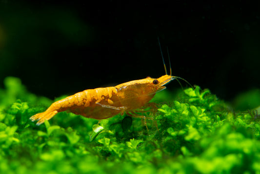 Neocaridina davidi - Zwerggarnele "Yellow golden Top"