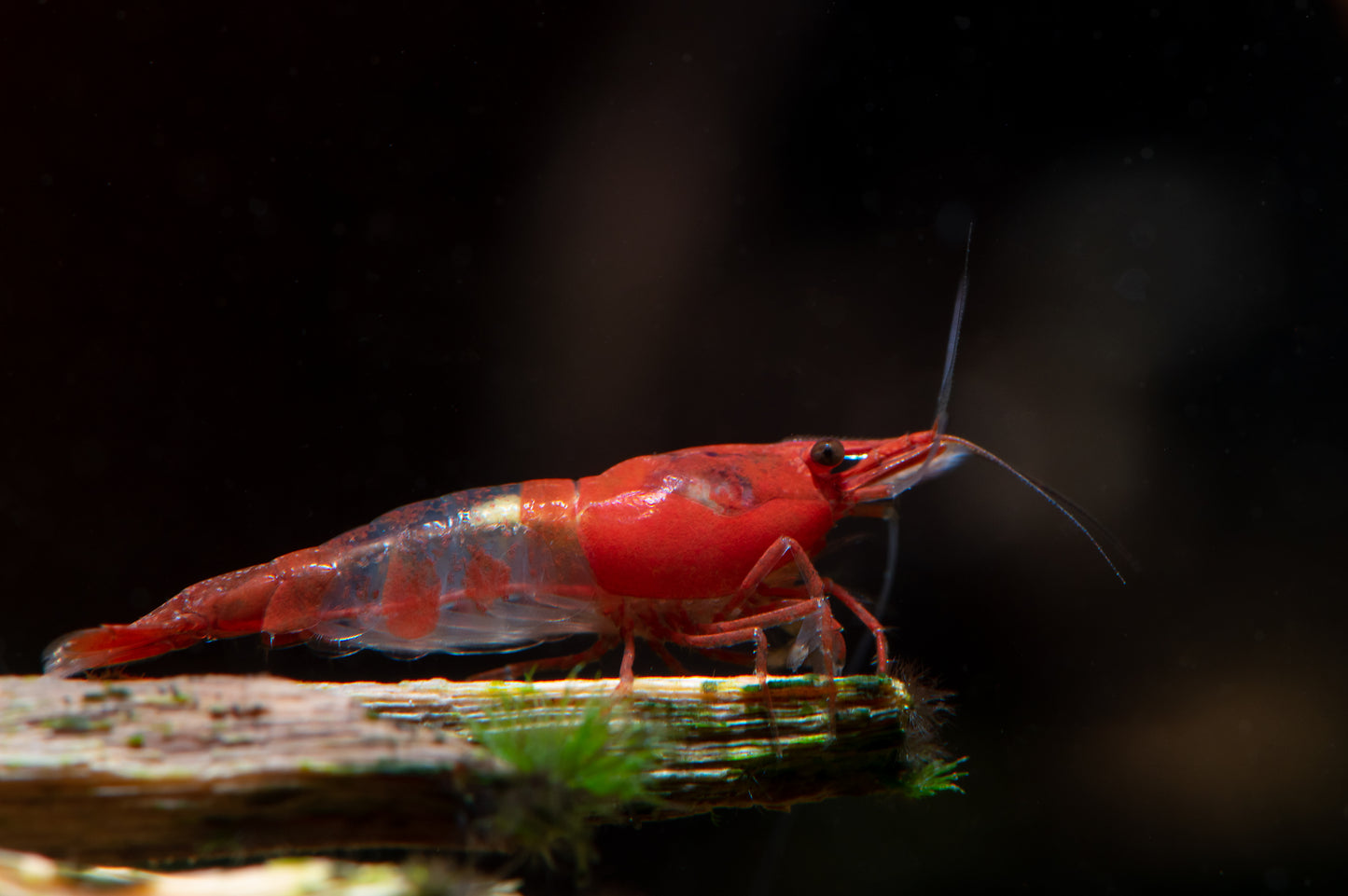 Red Rili Garnele - Neocaridina davidi "Red Rili"