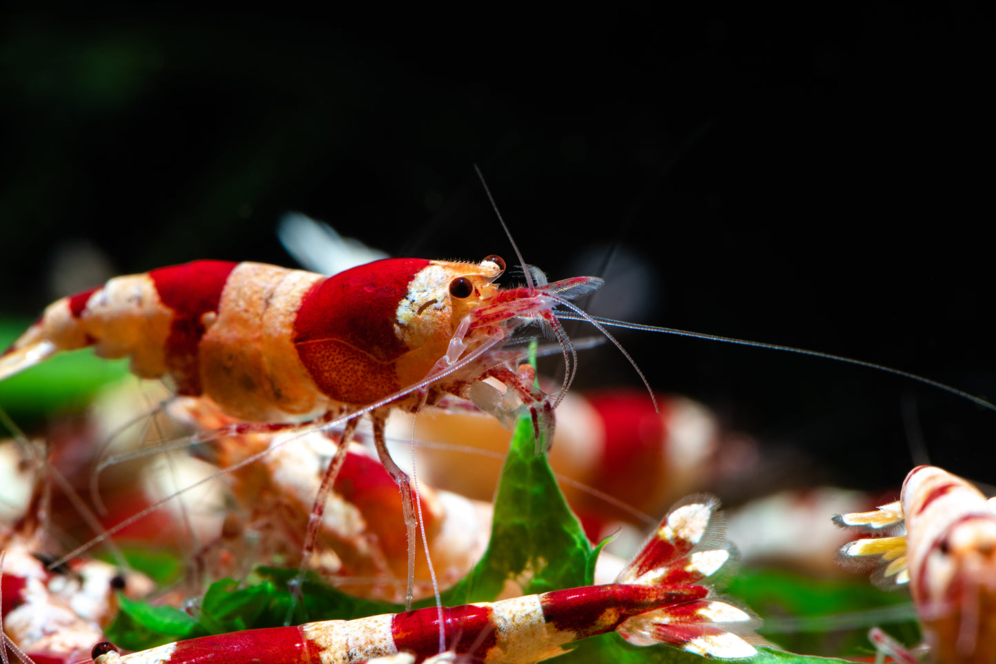 Red Bee Garnele - Caridina logemanni  Red Bee