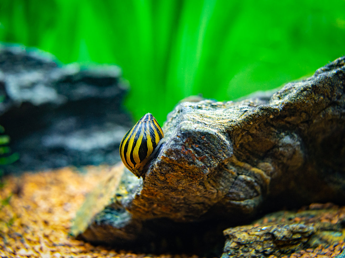 Zebra Rennschnecke – Neritina sp. – Algenfresser für Süßwasseraquarien