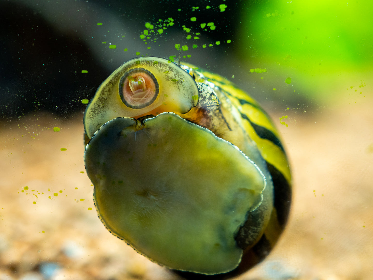 Zebra Rennschnecke – Neritina sp. – Algenfresser für Süßwasseraquarien