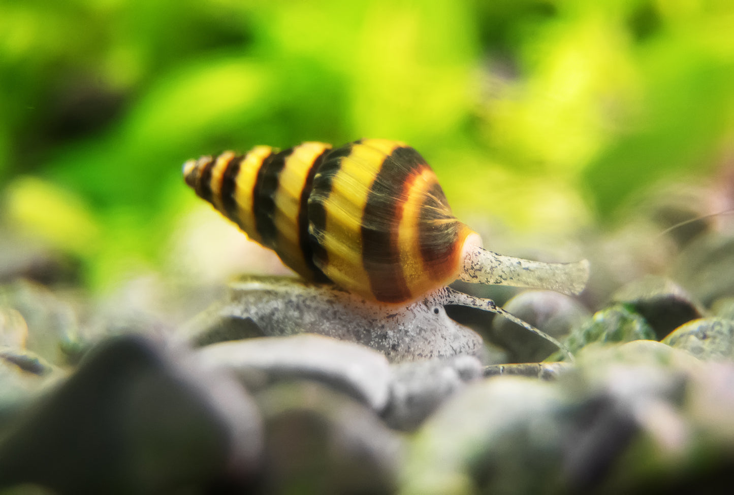 Raubturmdeckelschnecke, Anentome helena