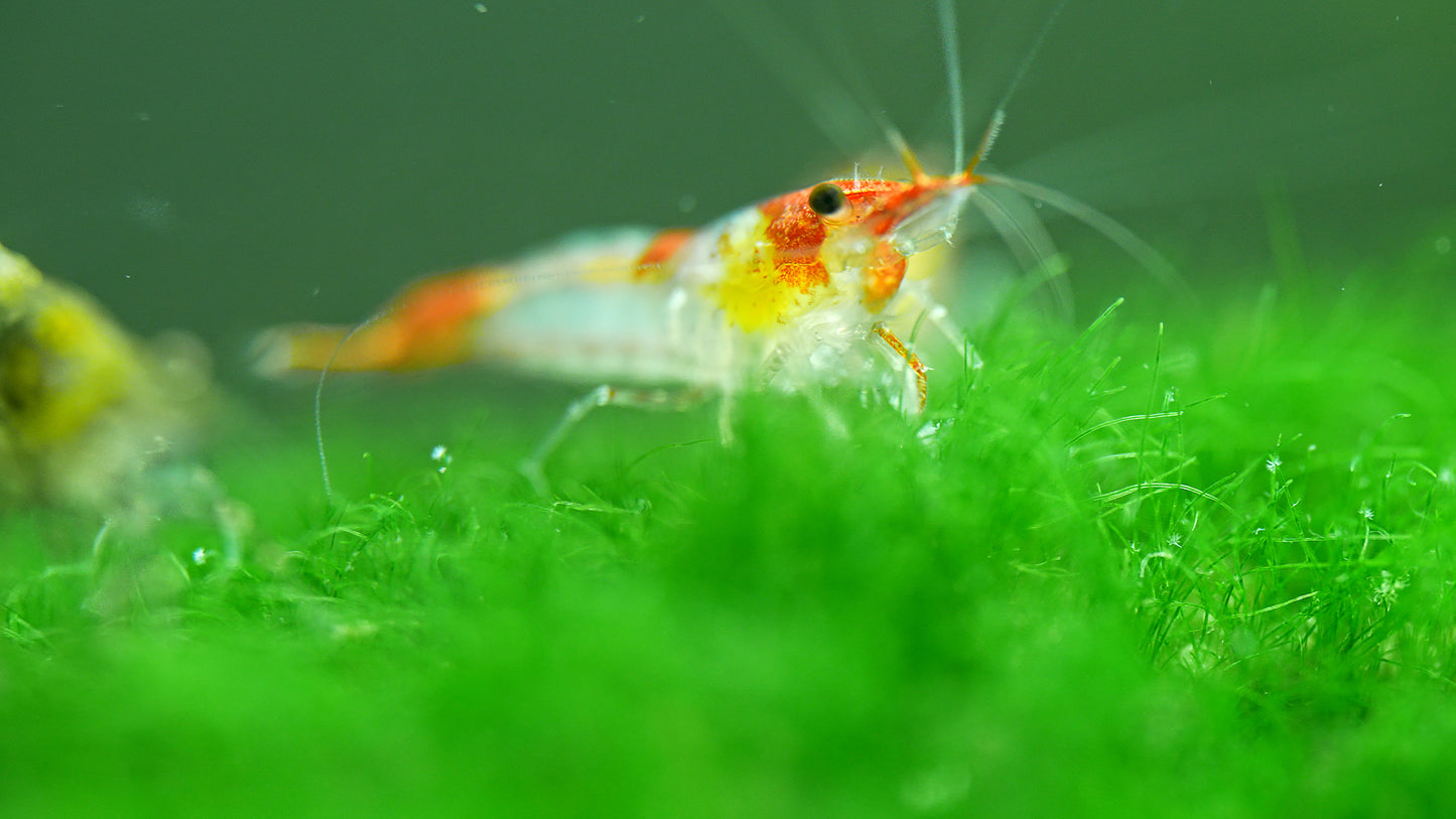 orange Rili Garnele, Neocaridina davidi "orange Rili"