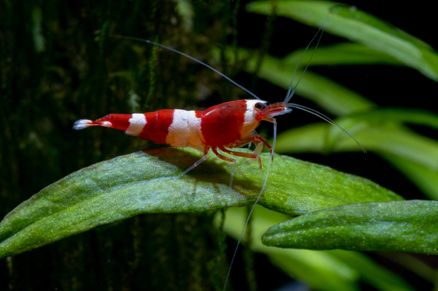 Red Bee Garnele - Caridina logemanni  Red Bee