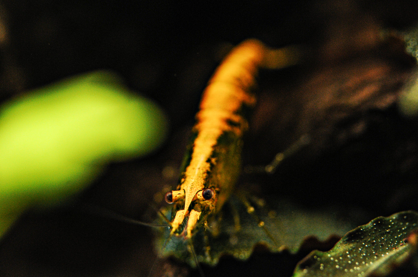 Gold Back Green Jade - Neocaridina davidi