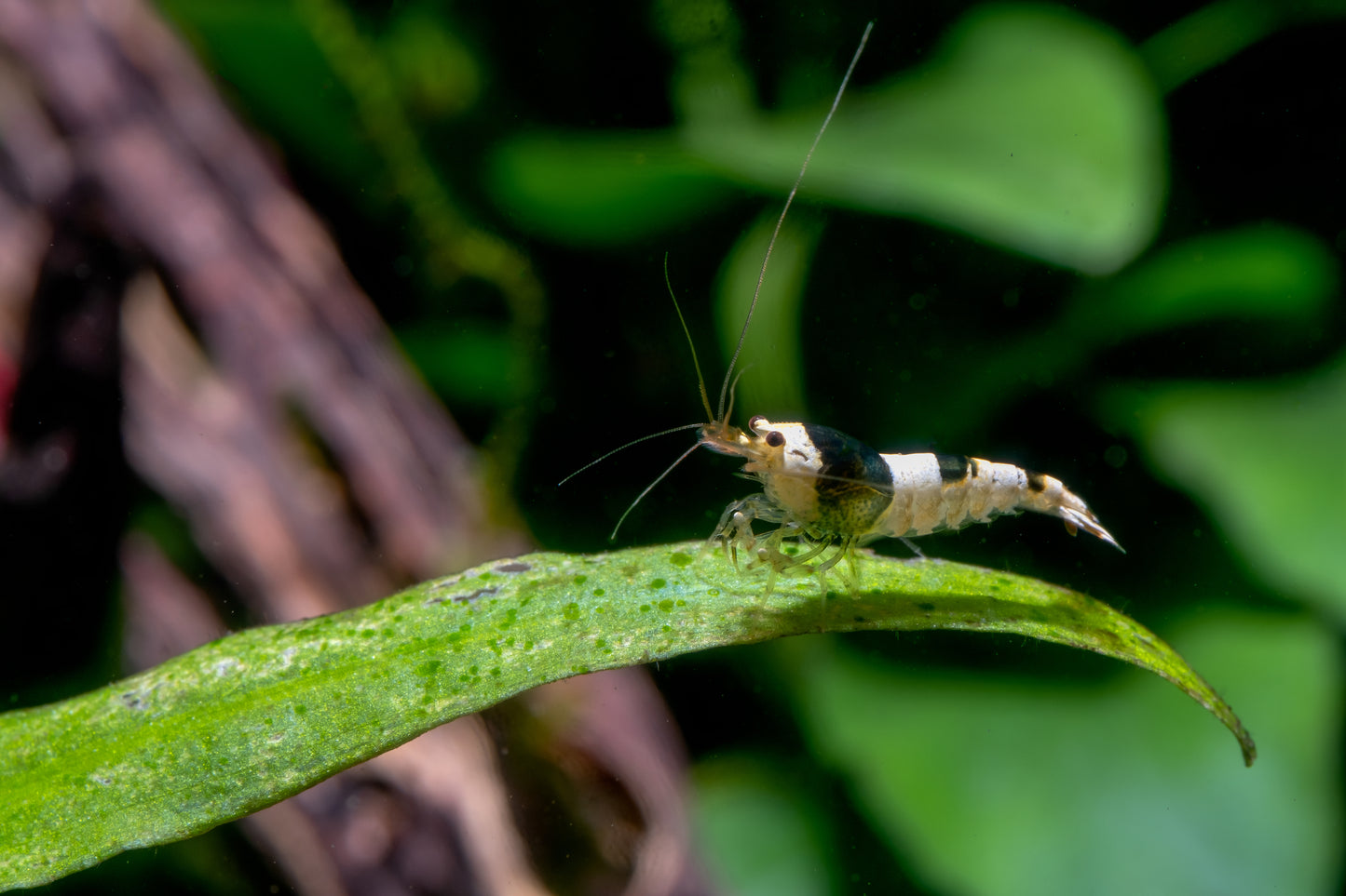 Black Shadow Mosura - Caridina Taiwan Bee