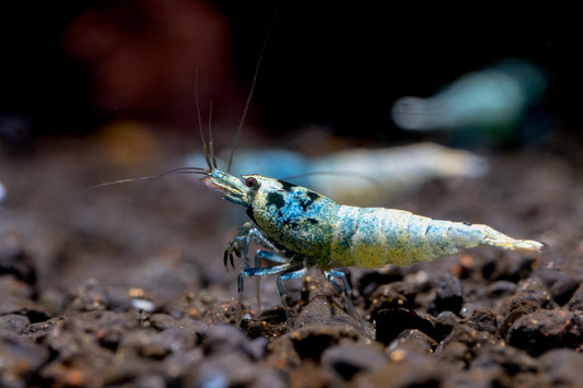Iced Blue - Caridina sp