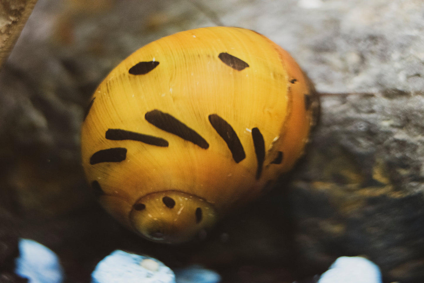 Orange Track Rennschnecke – Neritina sp. – Algenfresser für Süßwasseraquarien