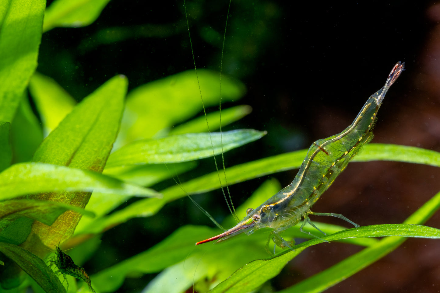 Caridina cf. gracilirostris	Nashorngarnele "super rote"