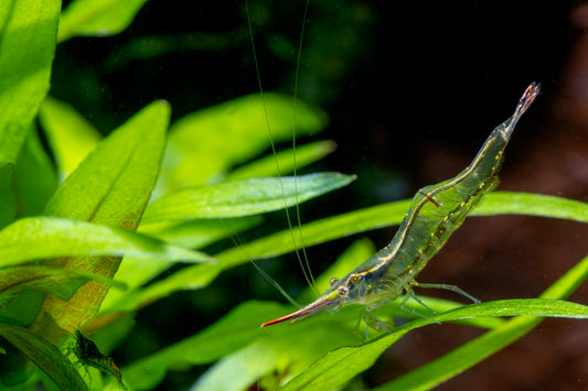 Caridina cf. gracilirostris	Nashorngarnele "super rote"