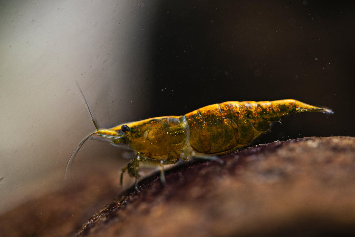 Gold Back Green Jade - Neocaridina davidi
