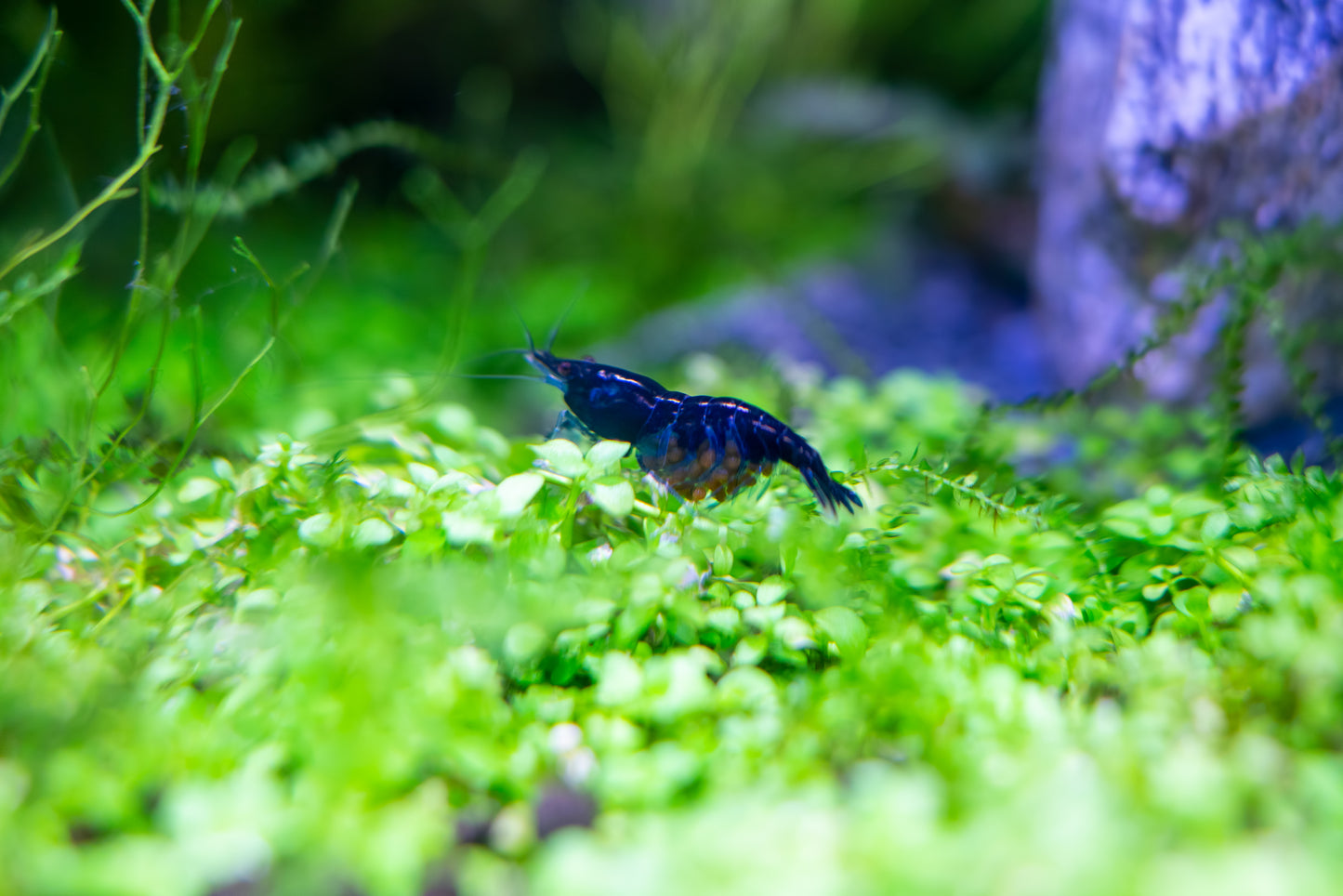 Pregnant Blue Dream Shrimp - Neocaridina davidi