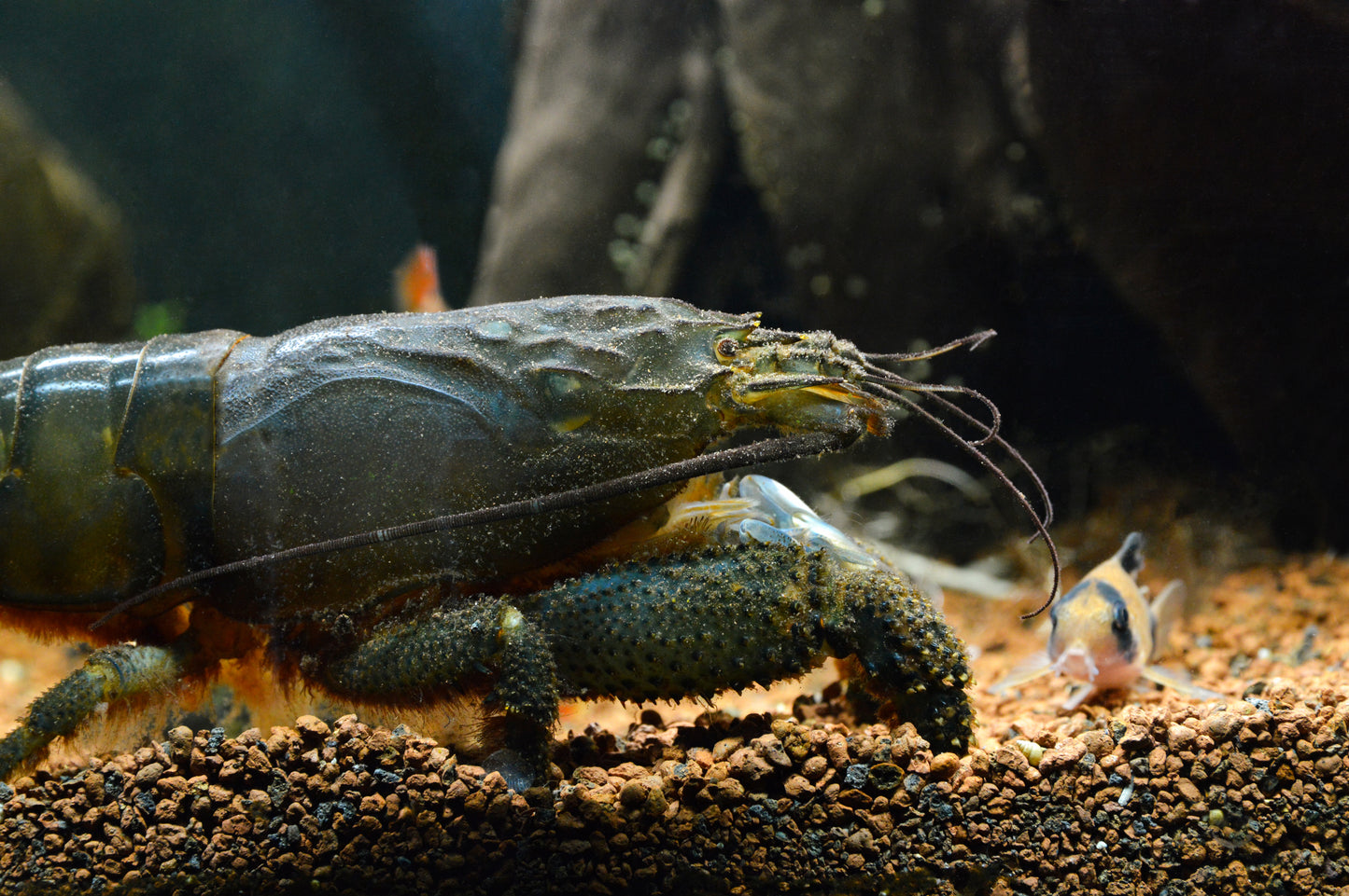 Atya gabonensis	Crevette éventail géante bleue XL