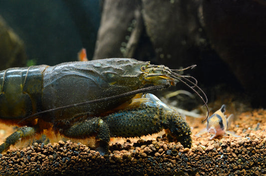 Atya gabonensis	Blaue Monsterfächergarnele XL