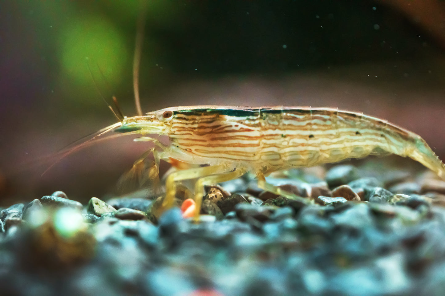 Bergwassergarnele - Atya moluccensis