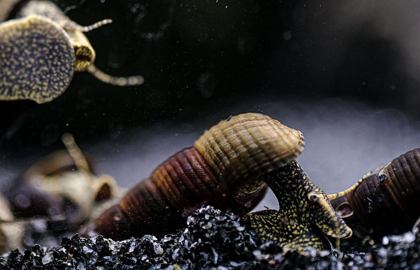 Turmdeckelschnecke "Towuti black/yellow" - Tylomelania towutensis