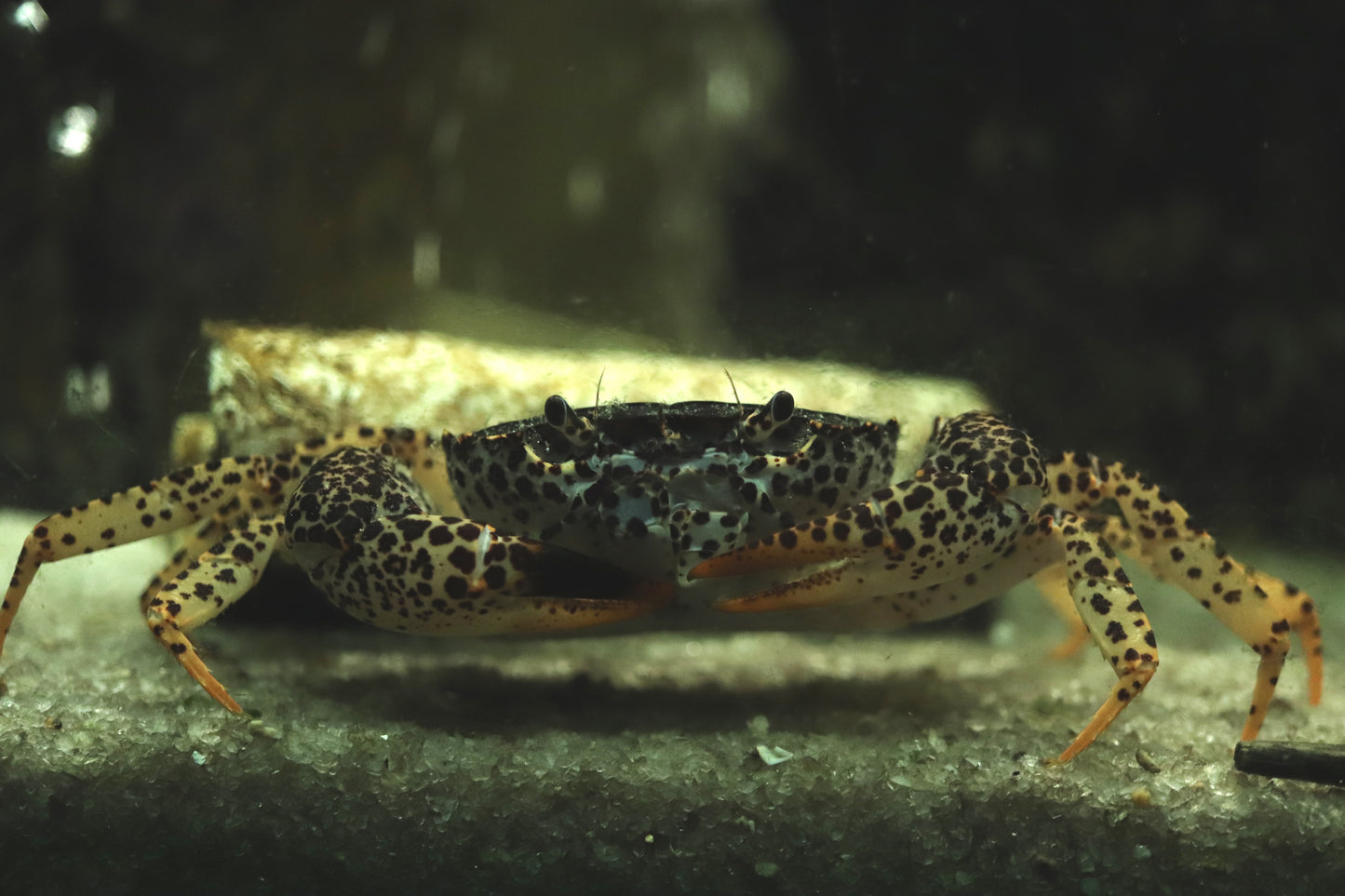 Unterwasserkrabbe "Panther" - Parathelphusa pantherina