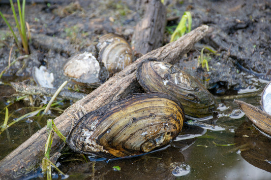 XXL Teichmuscheln