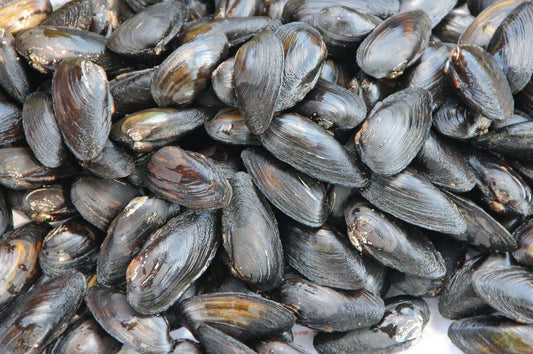 Teichmuschel Größe M
