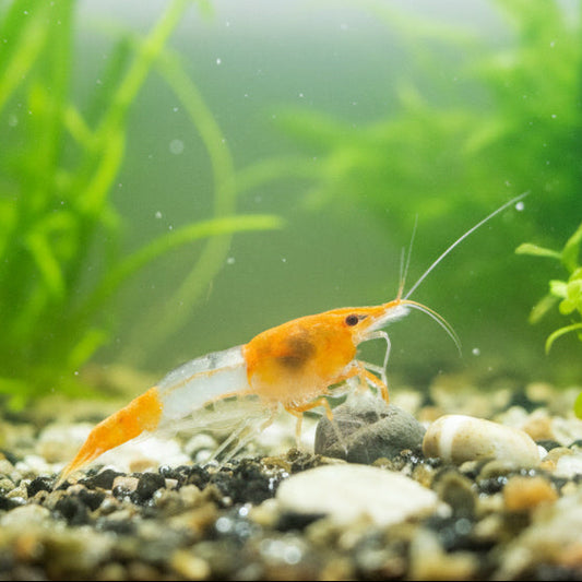 orange Rili Garnele, Neocaridina davidi "orange Rili"