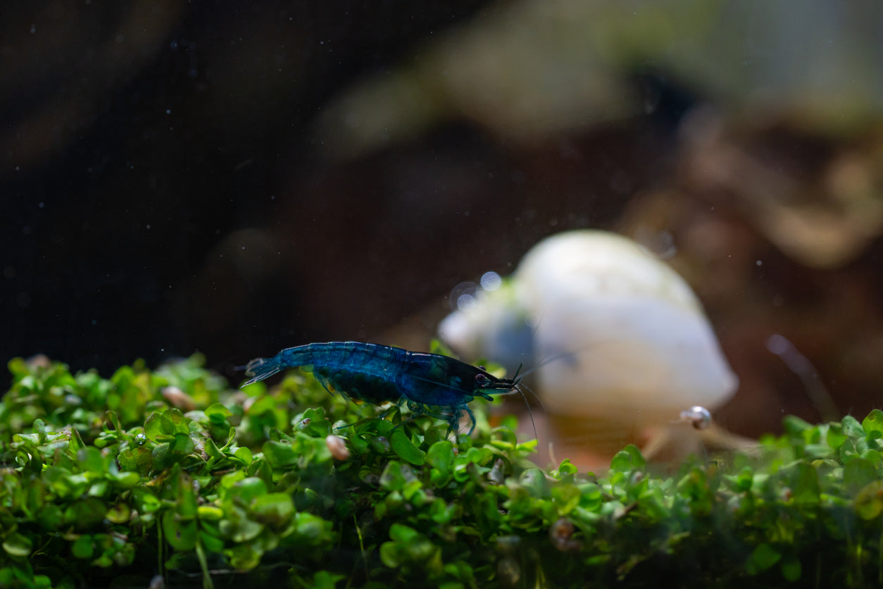 Pregnant Blue Dream Shrimp - Neocaridina davidi