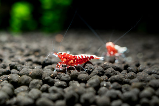 Red Galaxy Fishbone - Caridina