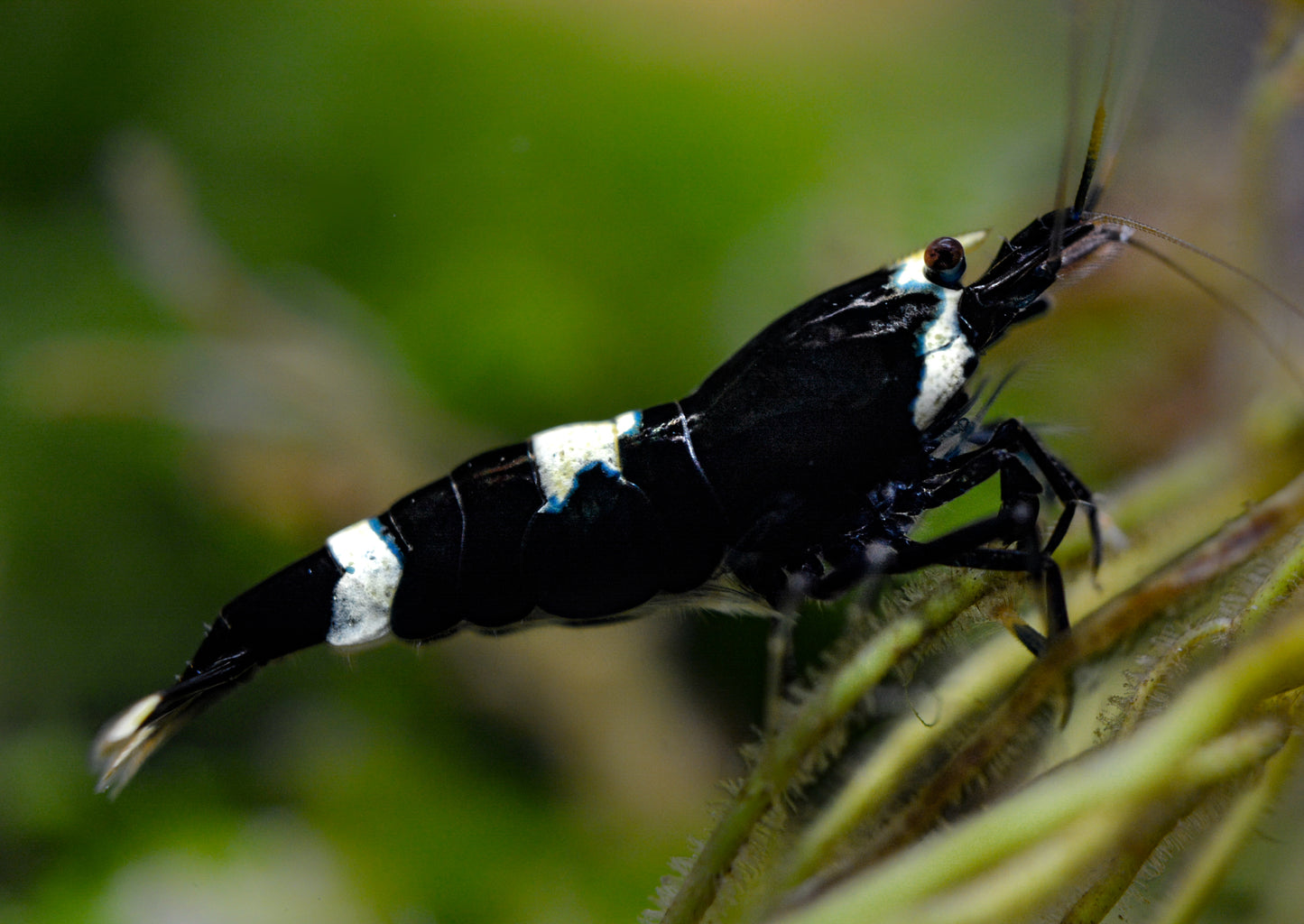 Caridina logemanni - Zwerggarnele "pinto black A-S"