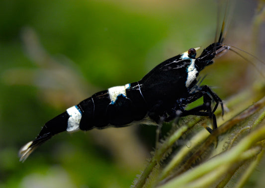 Caridina logemanni - Zwerggarnele "pinto black A-S"