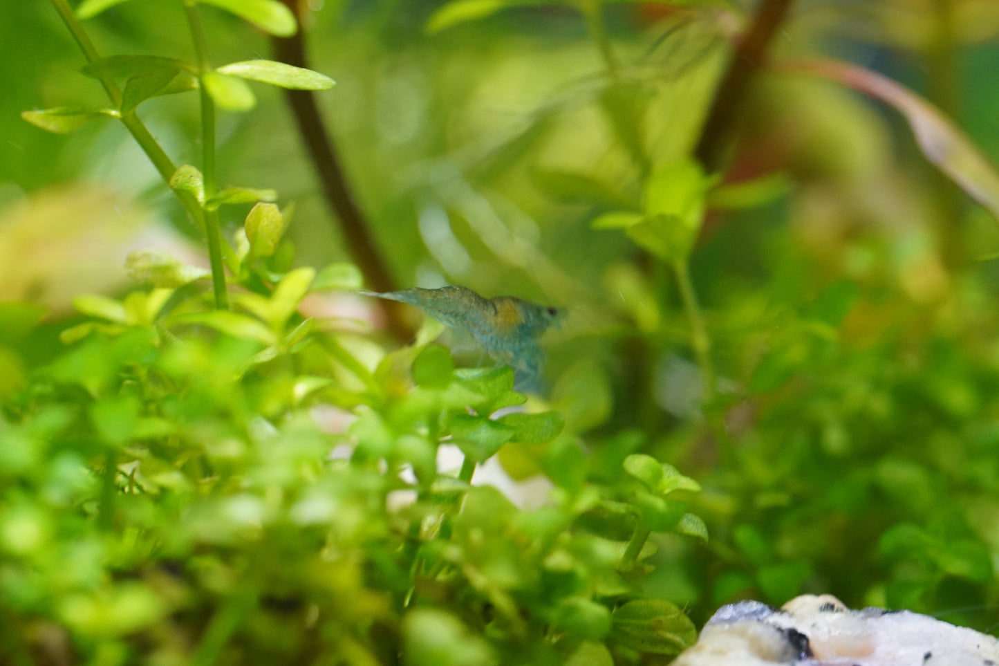 Blue Jelly Garnele - Neocaridina davidi