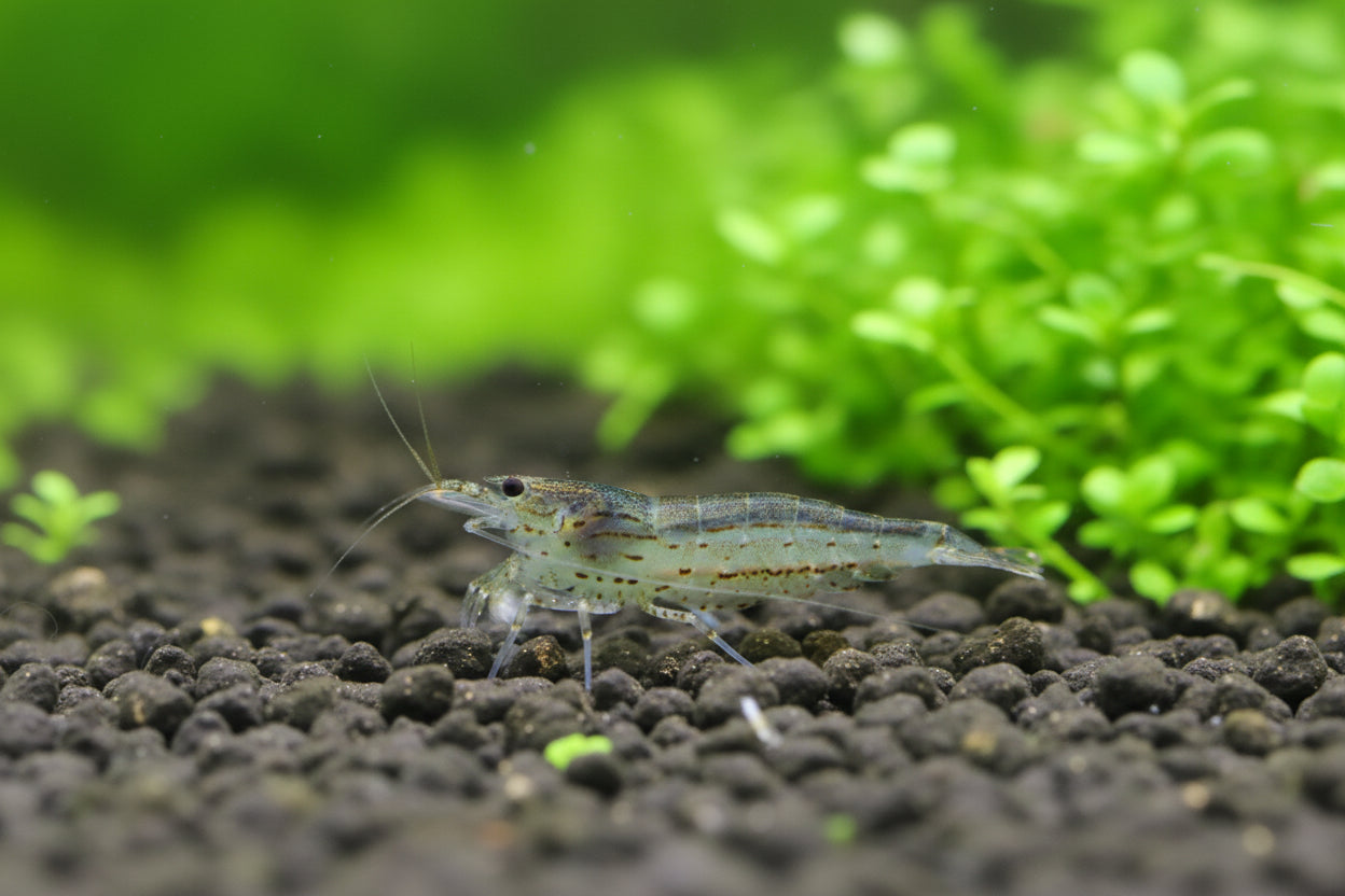 Amanogarnele - Größe "M" -Caridina multidentata