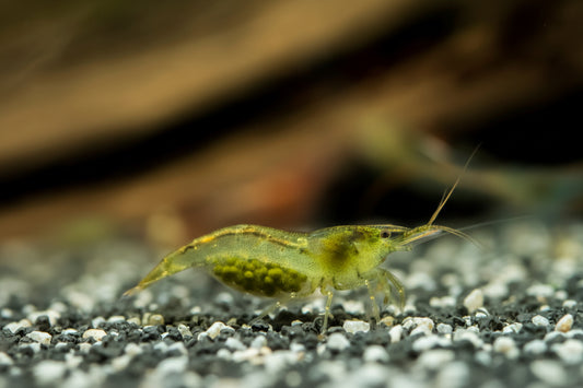 Zwerggarnele - Caridina cf. babaulti "Green"