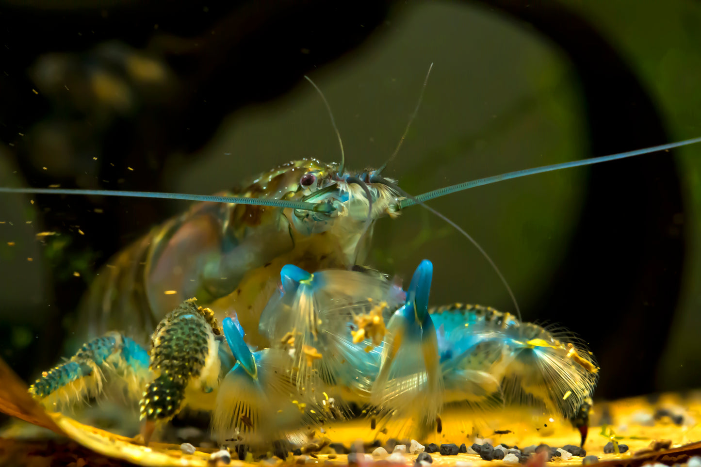 Atya gabonensis	Crevette éventail géante bleue XL