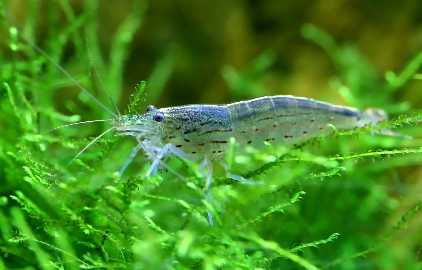 200x Amanogarnele Größe: S - Caridina multidentata