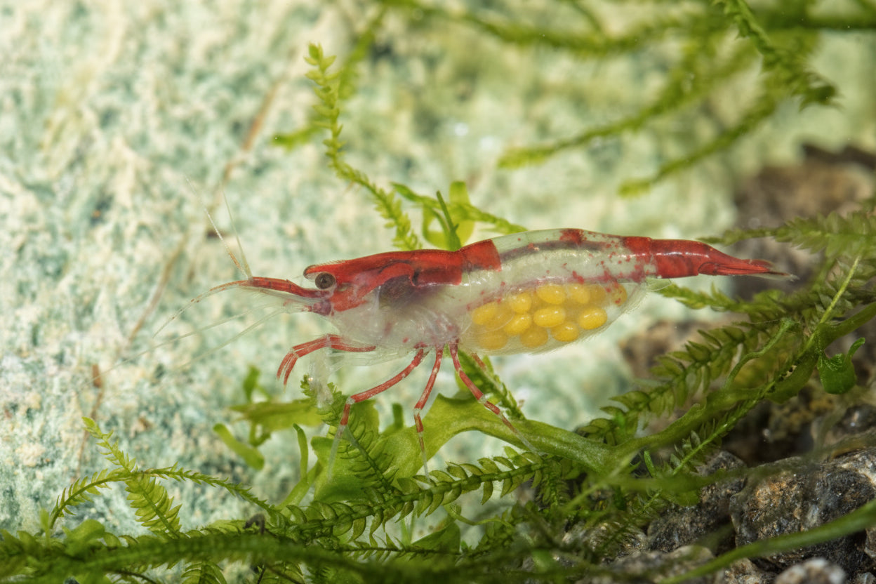 Tragende Red Rili Garnele - Neocaridina davidi