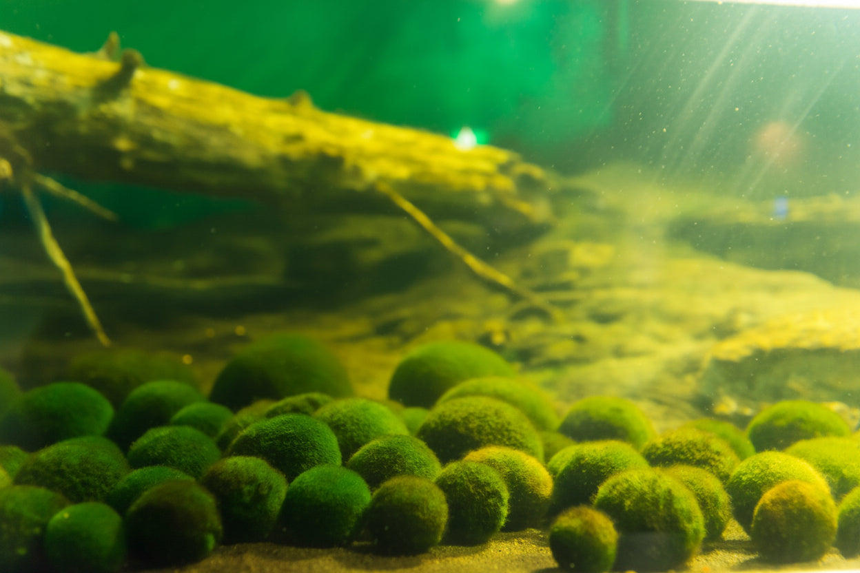 50× Algenbälle / Mooskugeln – Natürlicher Wasserreiniger ; Aquarium Deko