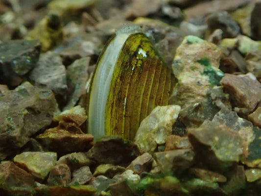 Tropische Muschel "Zwergrillen" -Corbicula sp.