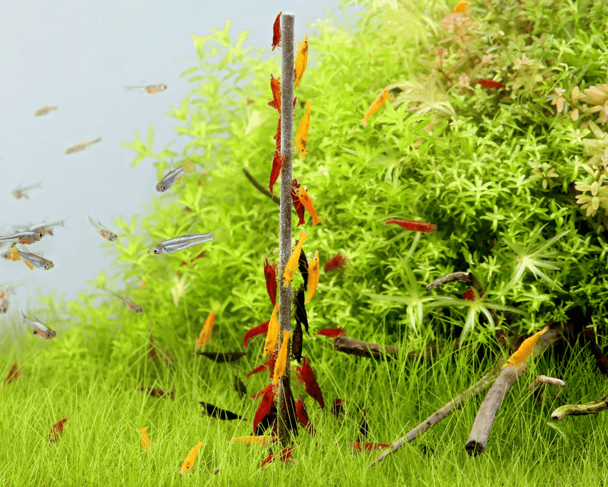 NatureHolic - Garnelen Lollies „Spirulinapower“ - 5 Lollis fürs Aquarium