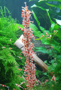 Shrimp-Lollies Power (10 Stück)
