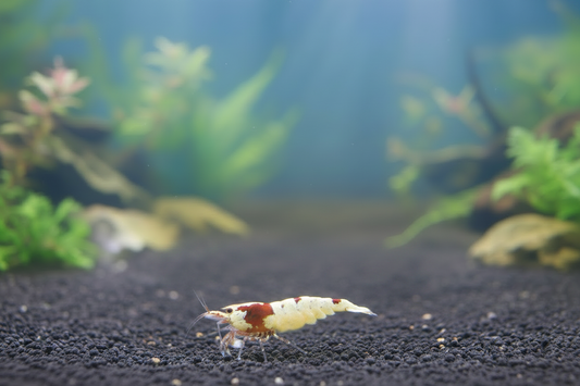 Zwerggarnele "Pinto red" - Caridina logemanni