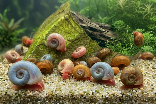 Posthornschnecken vor einem natürlichen Pflanzenhintergrund ohne sichtbare Aquariumscheibe