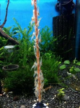 Shrimp-Lollies Tubifex (10 Stück)