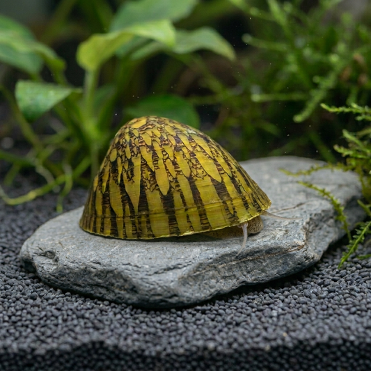 Schnecke auf einem grauen Naturstein mit rauer Oberfläche