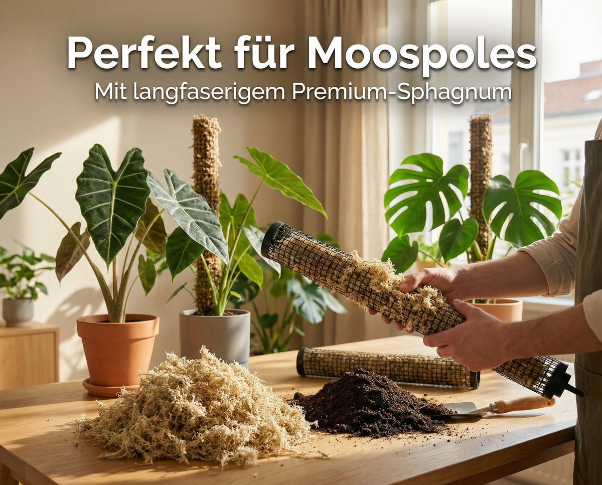 NatureHolic - JungleMoss - Sphagnum Moos - für Zimmerpflanzen in Semi Hydroponik und Moosstäben